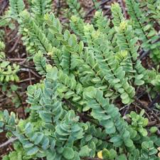 Native Plant Sale